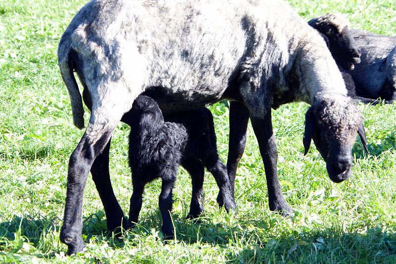 Mayrhofen 2008 (1 von 1)-57.jpg